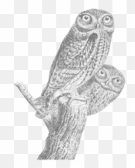 Owls Pair - Reilly Books Cover Emoji