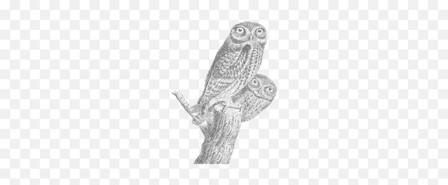 Owls Pair - O Reilly Books Cover Emoji,Party Horn Emoji