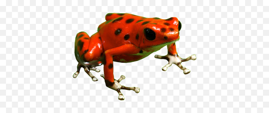 Frog Poison Dart Red - Transparent Poison Dart Frog Png Emoji,Kermit The Frog Emoji