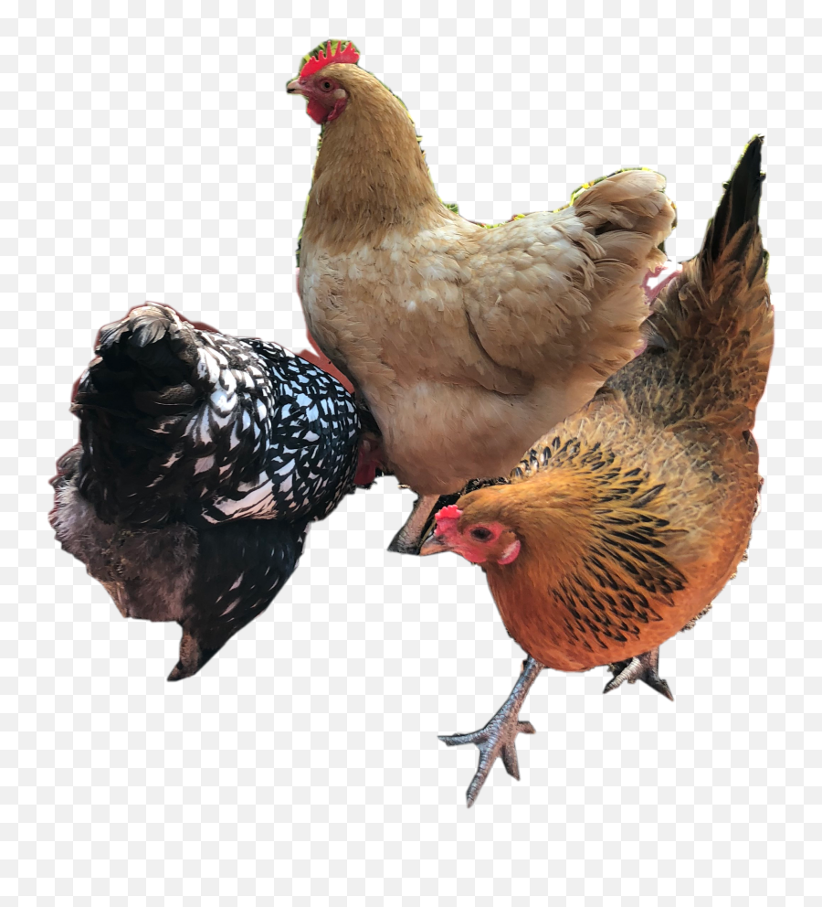 Trending Jengibre Stickers - Rooster Emoji,Hand Rooster Emoji