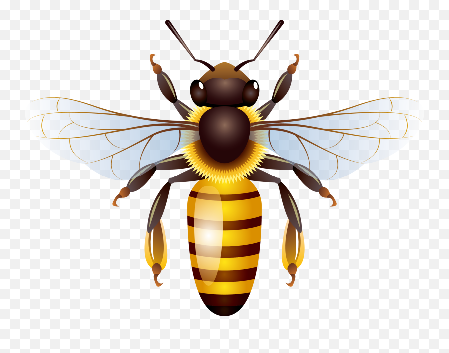 Bee Honeycomb Transprent Png - Transparent Background Bee Clip Art Honey Bee Emoji,Honey Bee Emoji