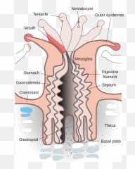 Coral Polyp En - Epidermis And Gastrodermis Emoji
