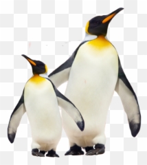 Cool Ice Famous Celebrated Remixit Sti - Emperor Penguin Png Emoji,Penguins Emoji