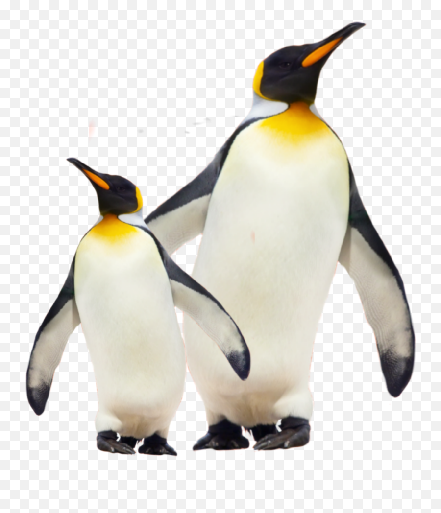 Cool Ice Famous Celebrated Remixit Sti - Emperor Penguin Png Emoji,Penguins Emoji
