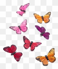 Butterfly Hair Clips Aesthetic Kumpulan Soal Pelajaran 5 - Butterfly Hair Clips Png Emoji,Emoji Hair Bows