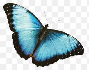Blue Butterflies Png Picture - Blue Butterfly Transparent Background Emoji,Blue Butterfly Emoji