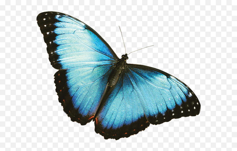 Blue Butterflies Png Picture - Blue Butterfly Transparent Background Emoji,Blue Butterfly Emoji