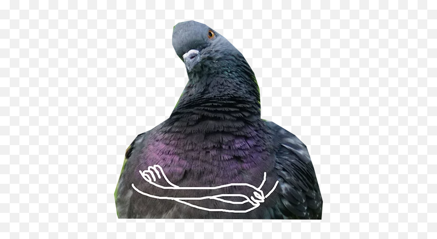 Pigeon With Hands Stickers For Whatsapp - Pigeon With Hand Stiker Emoji,Pigeon Emoji