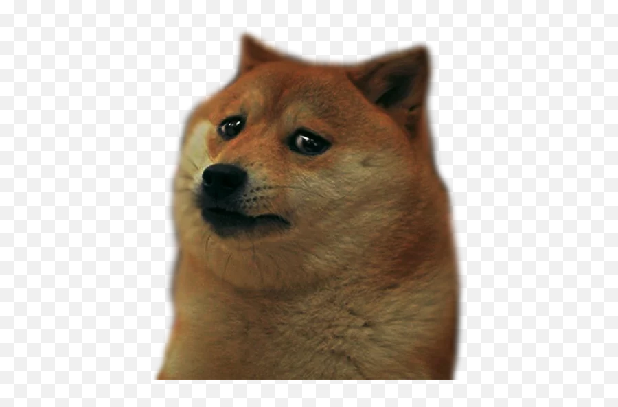 Telegram Sticker 19 From Collection Animalphotoemoji - Hokkaido Dog,Shiba Inu Emoji