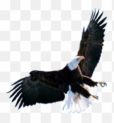 Bird Birds Falcon Falcons American - Bald Eagle Emoji,Eagle Emoji