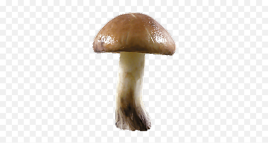 Mushroom - Transparent Background Mushroom Png Transparent Emoji,Emoji Mushroom