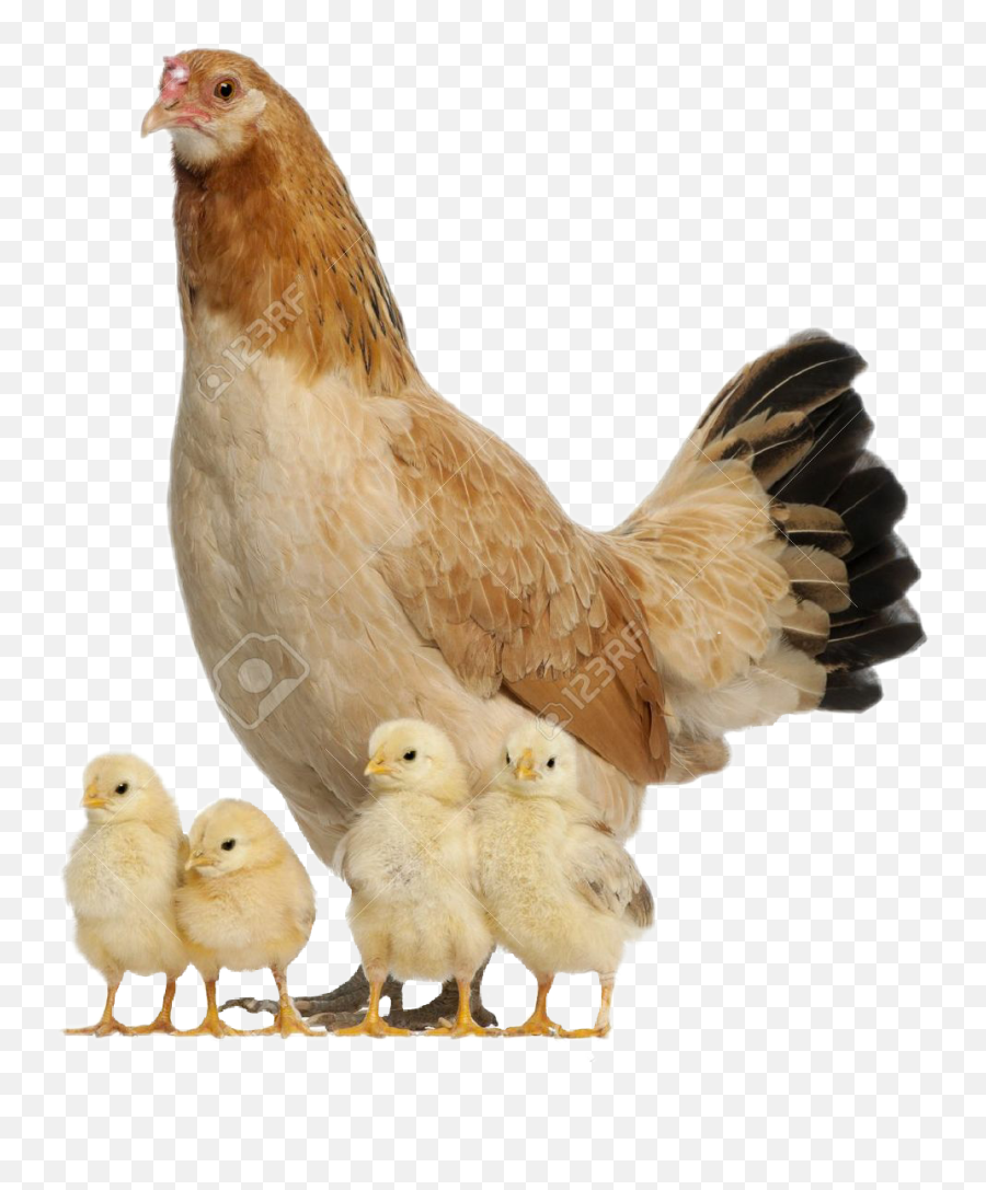 Download Hen With Chicks Png Png Download - Chicken And Hen With Chicks Png Emoji,Baby Chicken Emoji