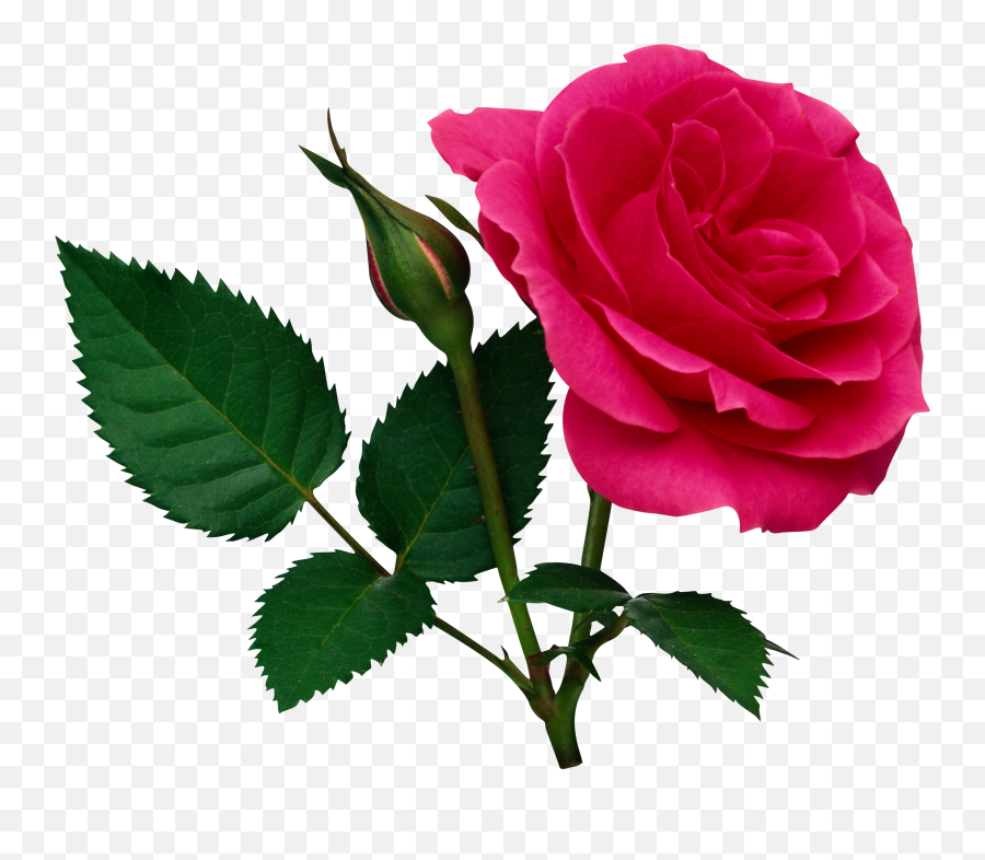 Free Pink Roses Transparent Download Free Clip Art Free - Rose Flower Png File Emoji,Pink Rose Emoji