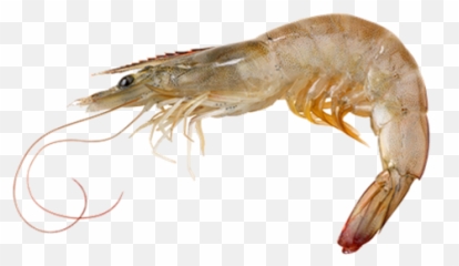 Unforgettable Cliparts - Vannamei Shrimp Png Emoji