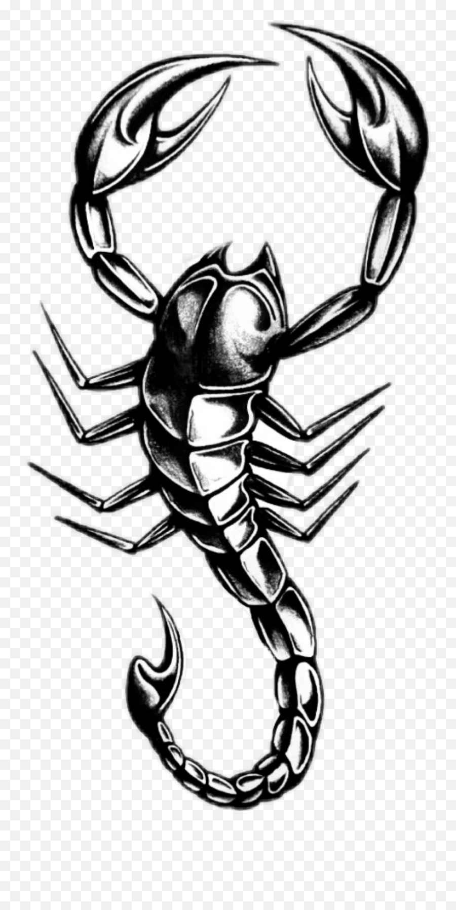 Scorpion Sticker - Don T Study Me You Won T Graduate Scorpio Emoji,Scorpion Emoji