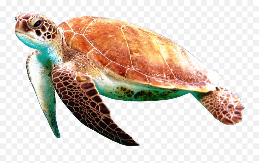70 Turtle Png Image And Clipart Ideas Turtle Png Png Images - Transparent Background Sea Turtles Clipart Emoji,Sea Turtle Emoji