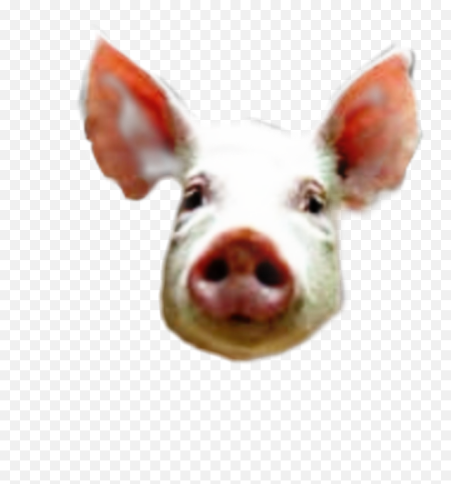 Popular And Trending - Domestic Pig Emoji,Pig Knife Emoji