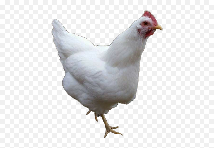 Chicken Hen Whitechicken Whitehen - Rooster Emoji,Hen Emoji
