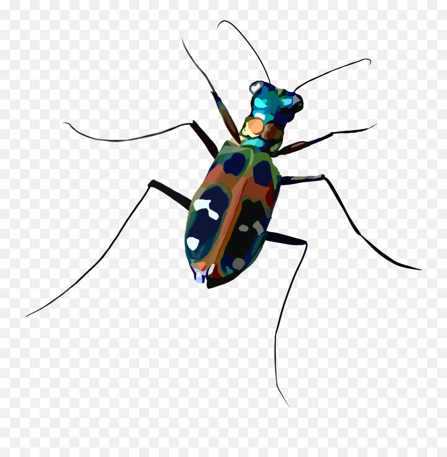 Bug Beetle Insect Colorful Aesthetic Freetoedit - Tiger Beetle Emoji,Beetle Emoji