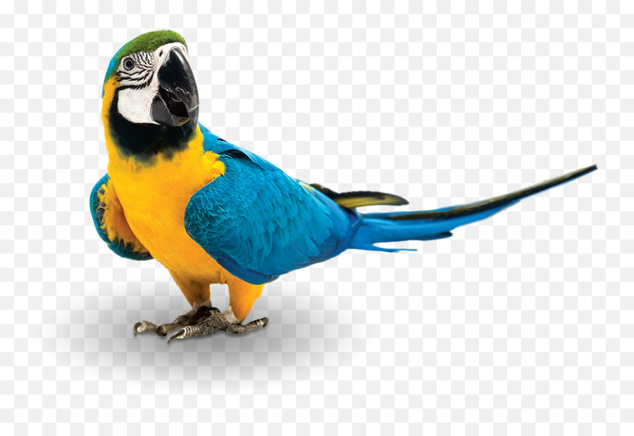 Bird Png Transparent Cartoon - Jingfm Transparent Background Colorful Bird Png Emoji,Blue Bird Emoji
