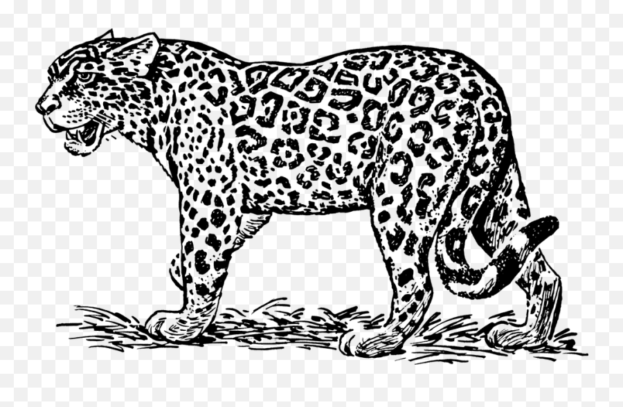 Free Wildcat Tiger Illustrations - Jaguar Clipart Black And White Emoji,Hungry Emoticon