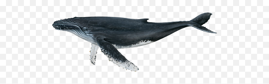 Whale Png Blue Whale Cute Sea Fish - Humpback Whale Scientific Drawing Emoji,Orca Emoji