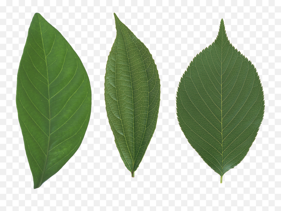 Green Leaves Png Image - High Resolution Leaves Png Emoji,Green Leaf Emoji