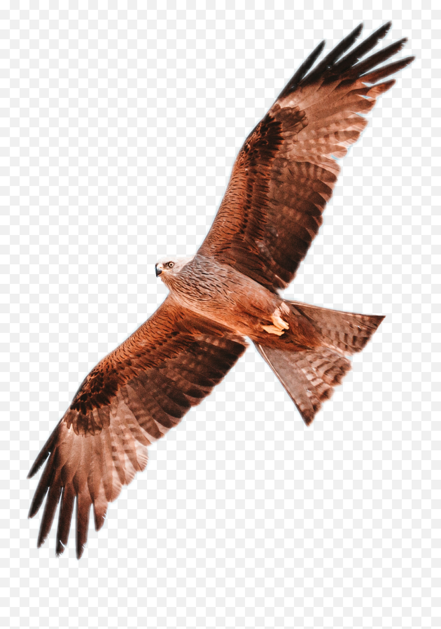Bird Nature Eagle Hawk Sky Flying - Calling From Ancestors Emoji,Hawk Emoji