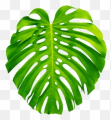 palm palms leaf leaves green tropics summer vacation - Transparent Tropical Leaves Png Emoji