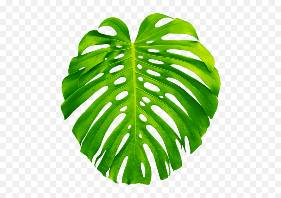 Palm Palms Leaf Leaves Green Tropics Summer Vacation - Transparent Tropical Leaves Png Emoji,Palms Up Emoji