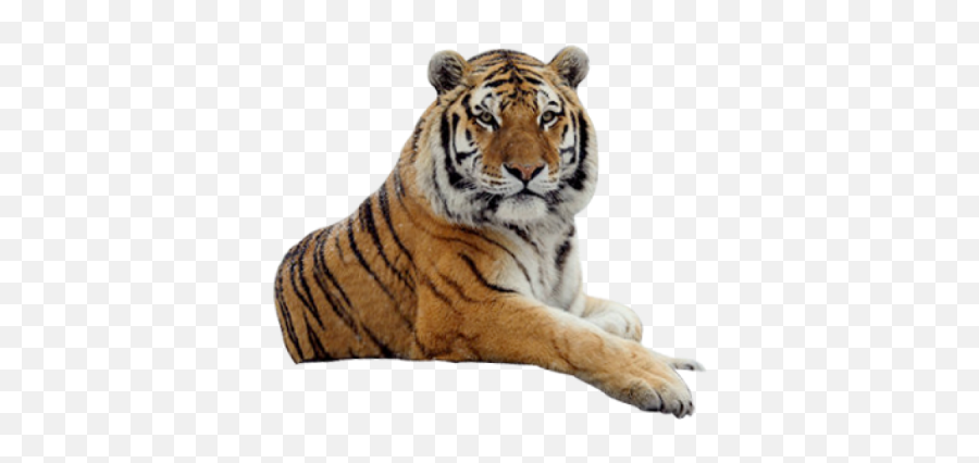 Tiger Png And Vectors For Free Download - Dlpngcom Tiger Png Emoji,Clemson Tiger Paw Emoji