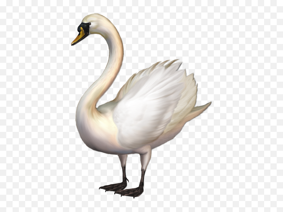 Free Transparent Mute Swan Png Download - Swan Clipart Emoji,Swan Emoji
