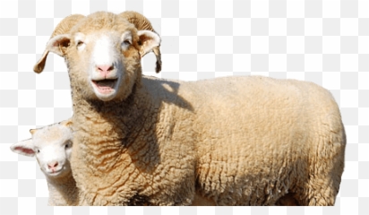 Dorset Horn Png U0026 Free Dorset Hornpng Transparent Images - Transparent Background Ewe Png Emoji,Sheep Emoticon