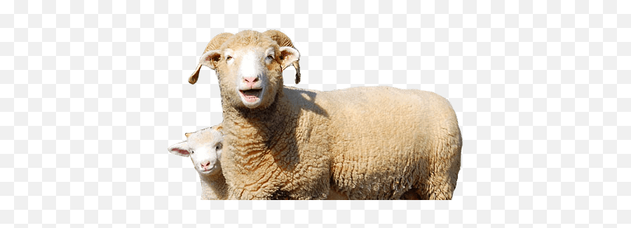 Dorset Horn Png U0026 Free Dorset Hornpng Transparent Images - Transparent Background Ewe Png Emoji,Sheep Emoticon