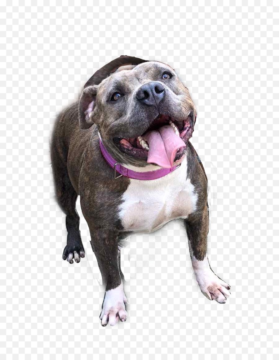 Pitbull Pitbull Pitbulls Bully Amby - Old English Terrier Emoji,Pit Bull Emoji