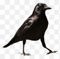 Common Raven Bird Crow - Png Transparent Background Emoji