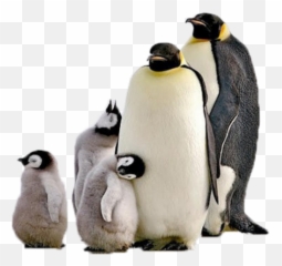 Penguins - You Lie On The Application But Still Get The Job Emoji,Penguins Emoji