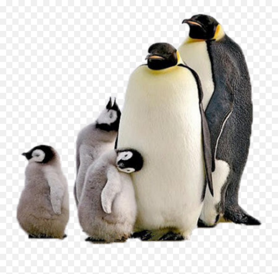 Penguins - You Lie On The Application But Still Get The Job Emoji,Penguins Emoji
