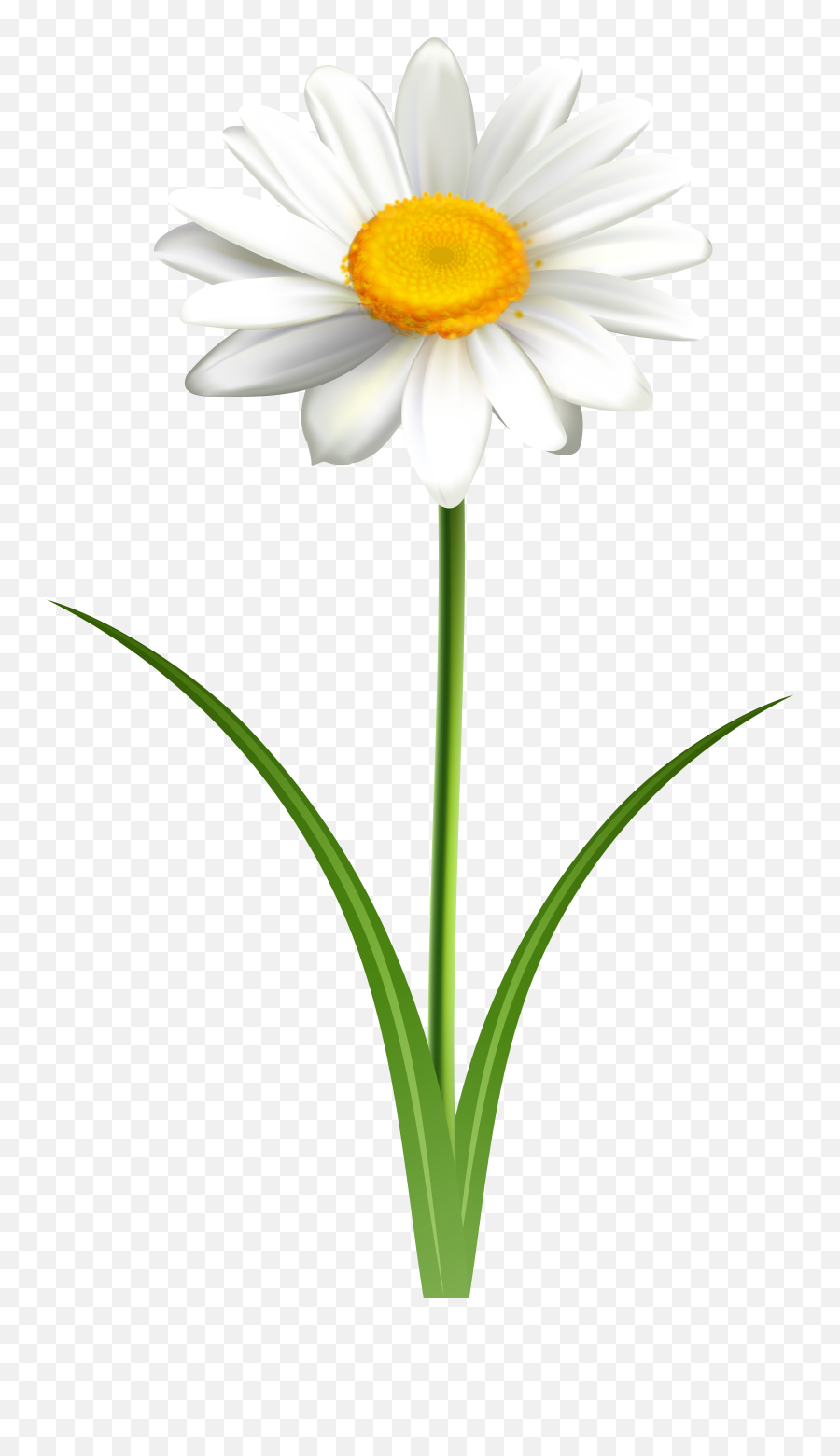 Daisy Vector Png U0026 Free Daisy Vectorpng Transparent Images - Flower Daisies Transparent Background Emoji,Eggplant Emoji Transparent Background