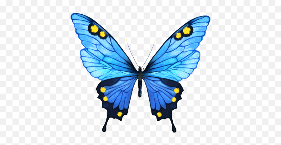 Free Blue Butterfly Images Download Free Clip Art Free - Green Butterfly Emoji,Blue Butterfly Emoji