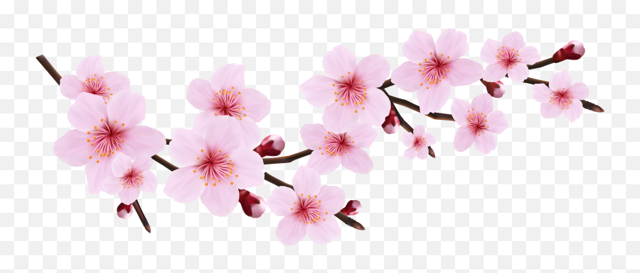 Cherry Blossom Clipart Png - Cherry Blossom Flowers Vector Emoji,Cherry Blossom Emoji