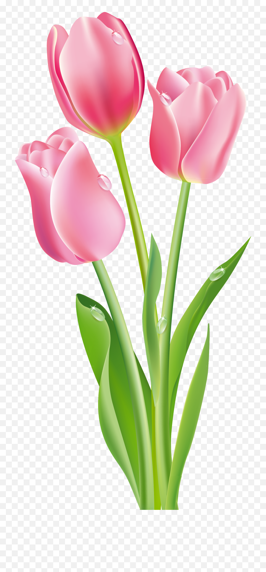Pink Tulips Png Clipart Image - Pink Tulips Png Emoji,Tulip Emoji