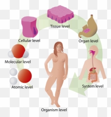 Cos - Significado De Cuerpo Humano Emoji