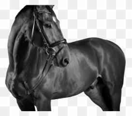 Horse Riding Lessons In Morocco - Stock Photography Emoji,Horse Emoji
