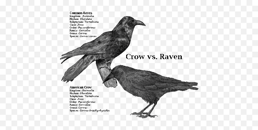 Pin - Crows Raven Emoji,Raven Bird Emoji