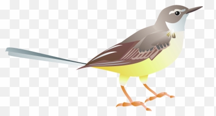 Grey Wagtail Bird Clipart Free Download Transparent Png - White Wagtail Clipart Emoji,Seagull Emoji