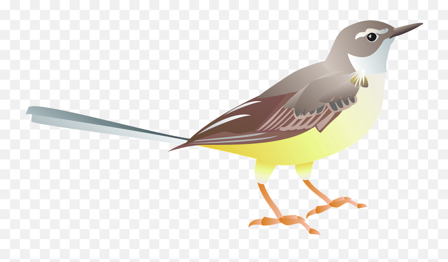 Grey Wagtail Bird Clipart Free Download Transparent Png - White Wagtail Clipart Emoji,Seagull Emoji