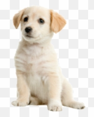 puppy dog cute young animal Sticker by Ella - Big Little Size Emoji