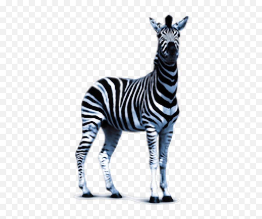 Zebra Animals - Zebra Transparent Png Emoji,Zebra Emoji