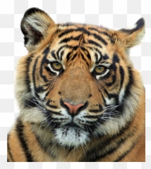 Tiger Feline Animal Bottomless Render - Tiger Head Transparent Background Emoji,Tiger Bear Paw Prints Emoji